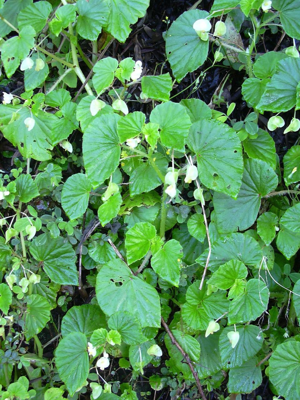 Begonia 11