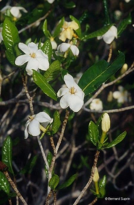 Aubrys Gardenie 7