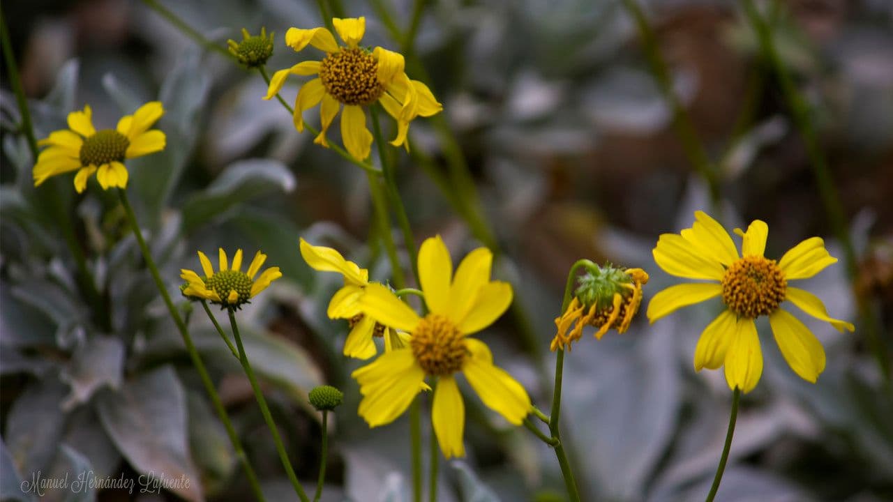 Encelia