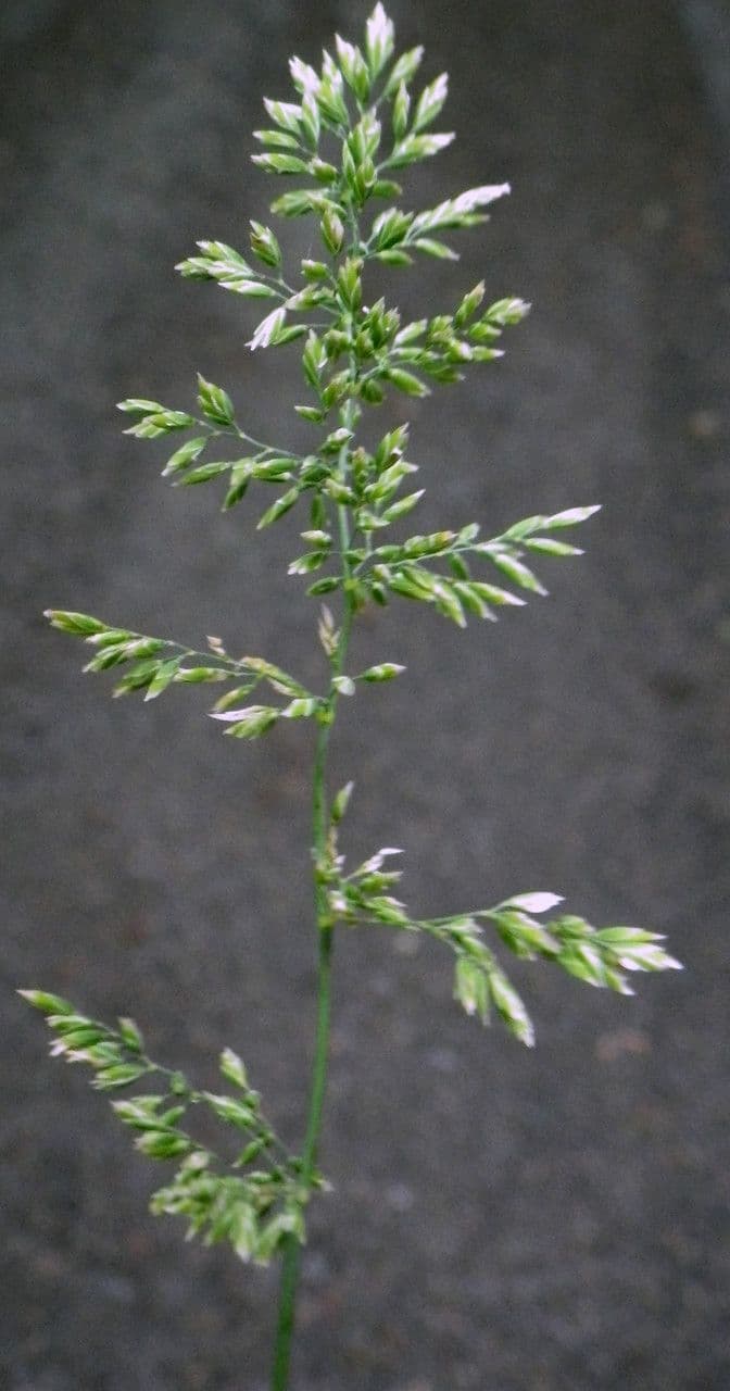 Fienarola di Chaix 7