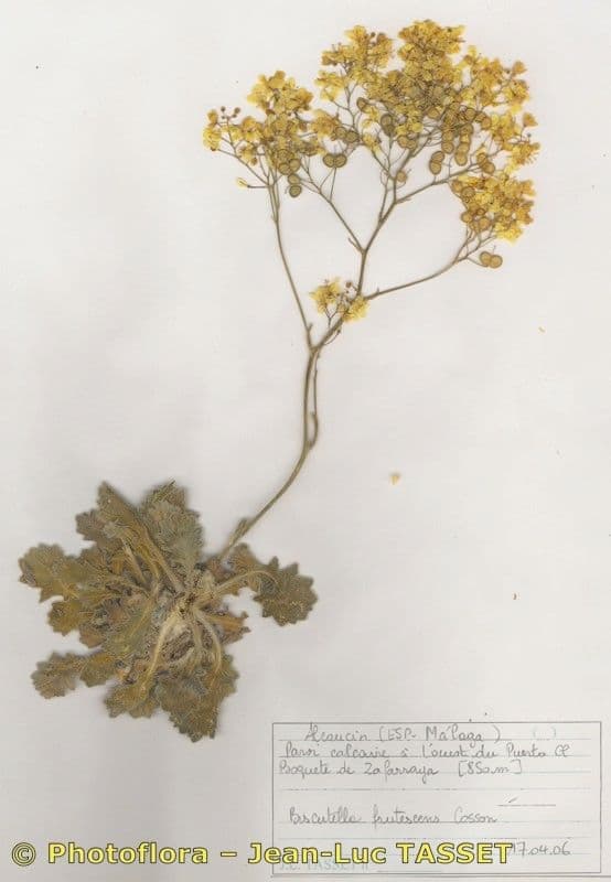 Biscutella frutescens 5