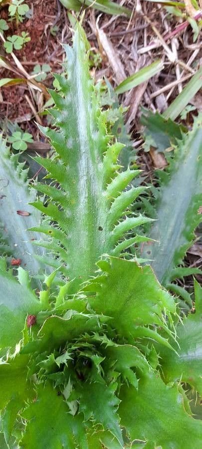 Panicaut floribond 2