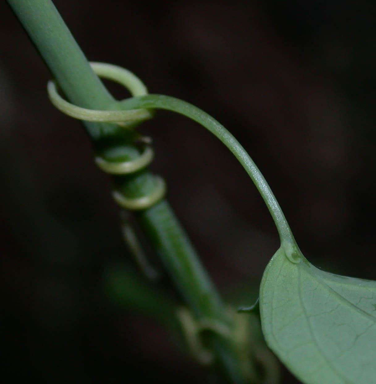 Passiflora 19