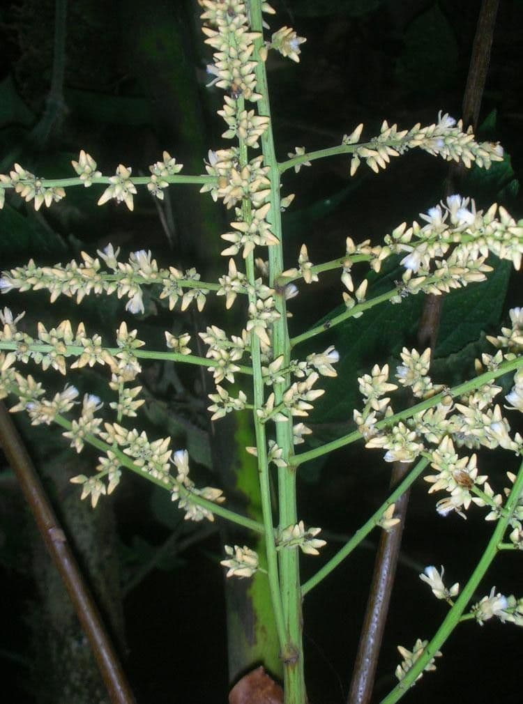Talisia 17