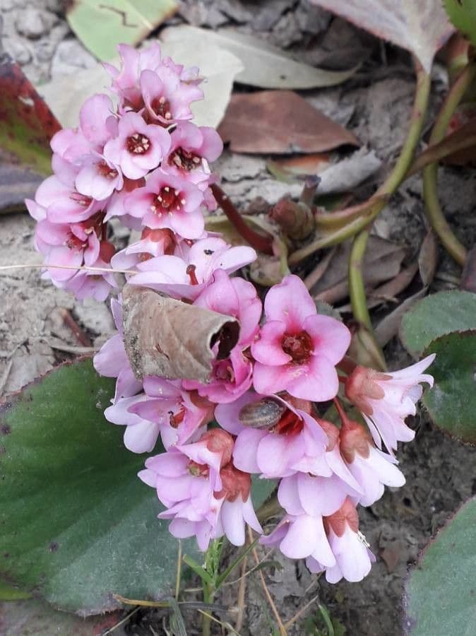 Bergenia cordifolia 9