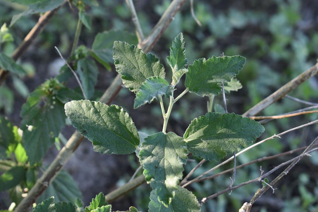Sphaeralcea 14