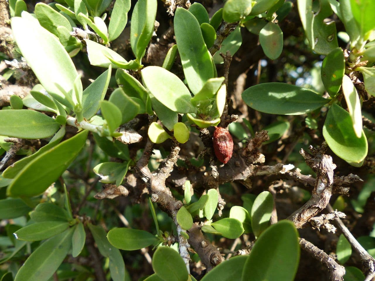 Pyrostria 29