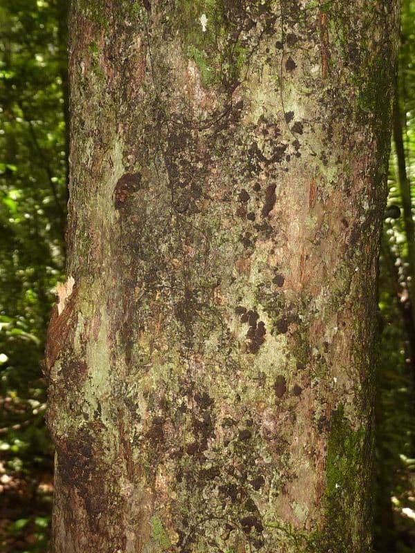 Chrysophyllum 9