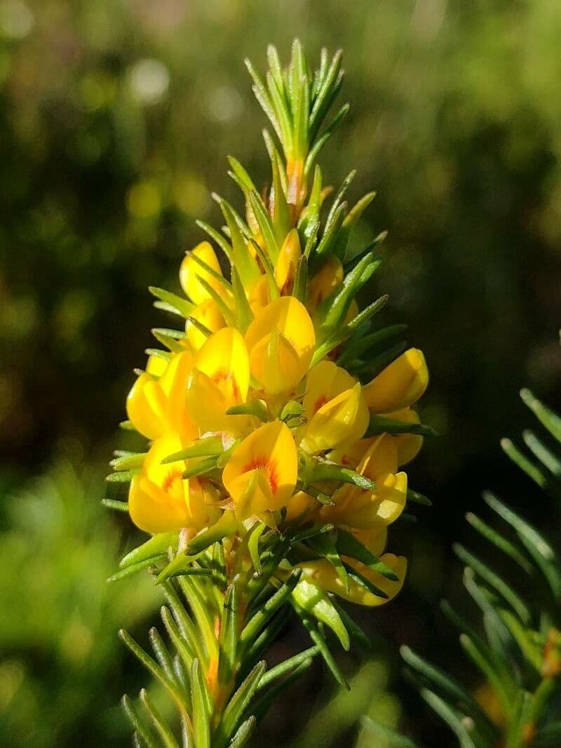 Phyllota phylicoides 2