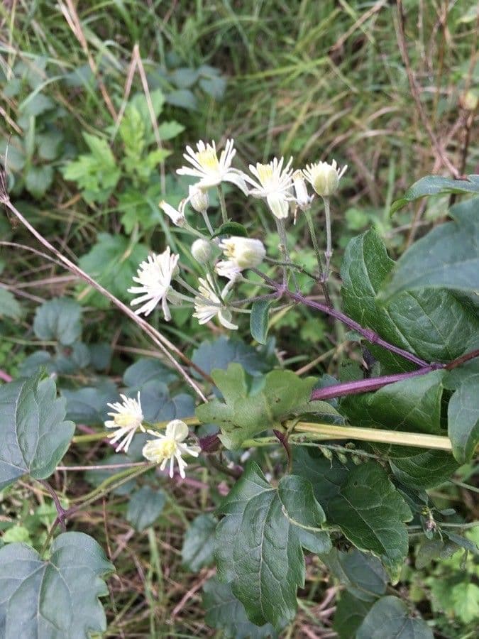 Clematide virginiana 26