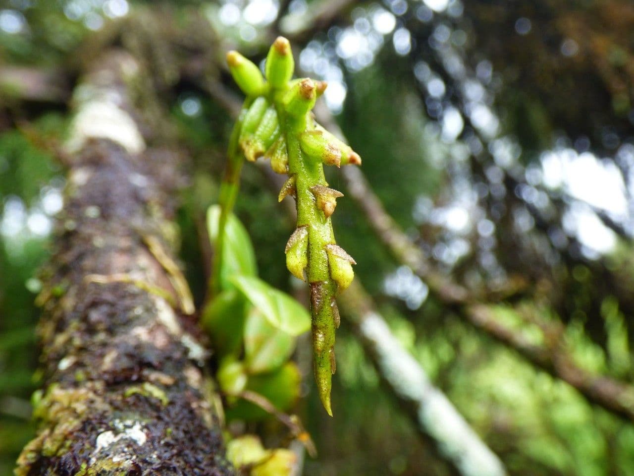 Bulbophyllum