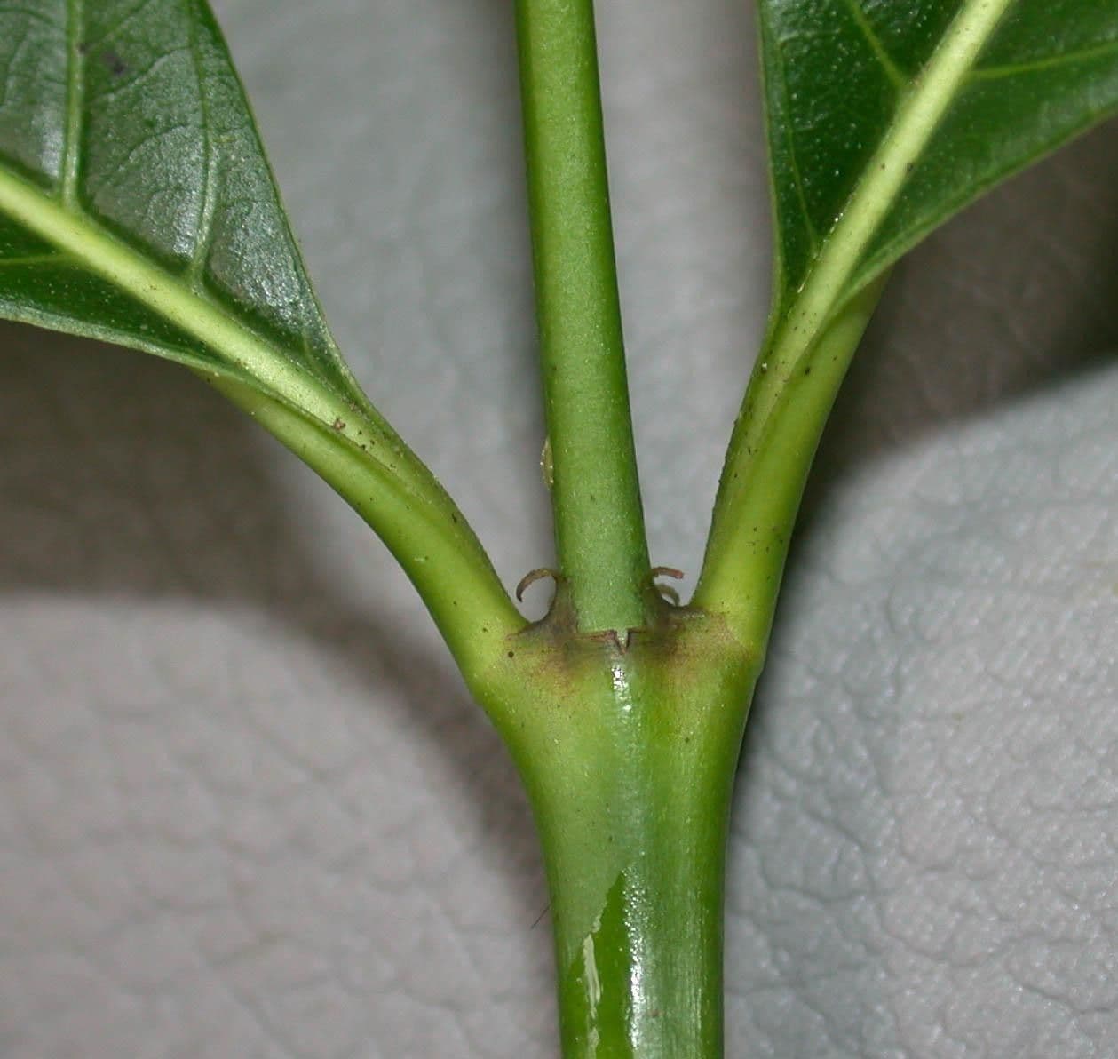 Palicourea crocea 18