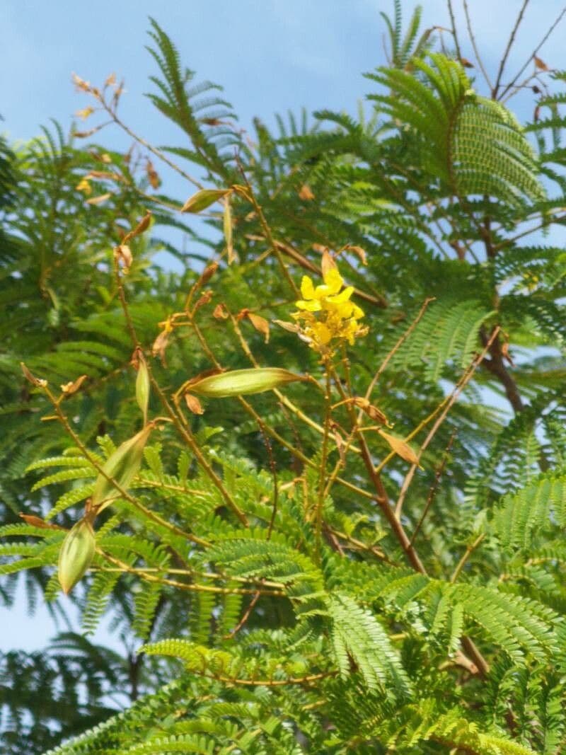 Peltophorum africano 6
