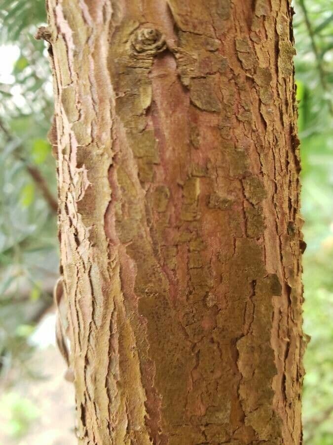 Podocarpus lawrenceův 10