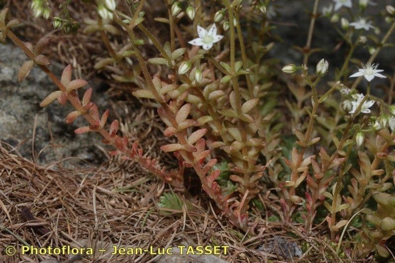 Sedum 18