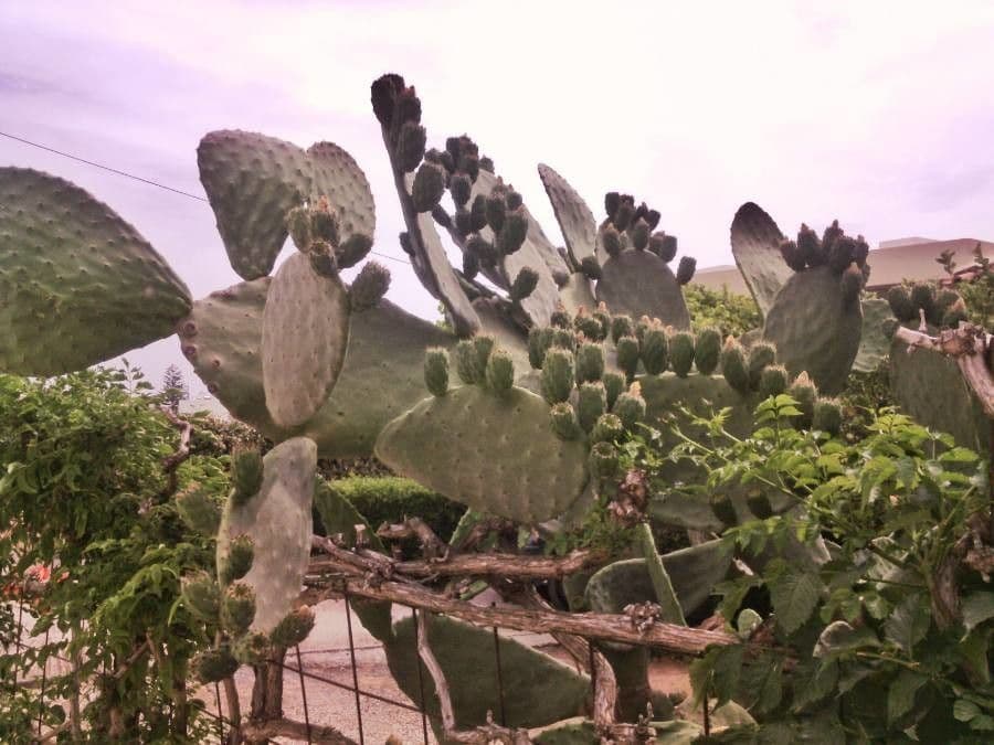 Opuntia leucotricha 28