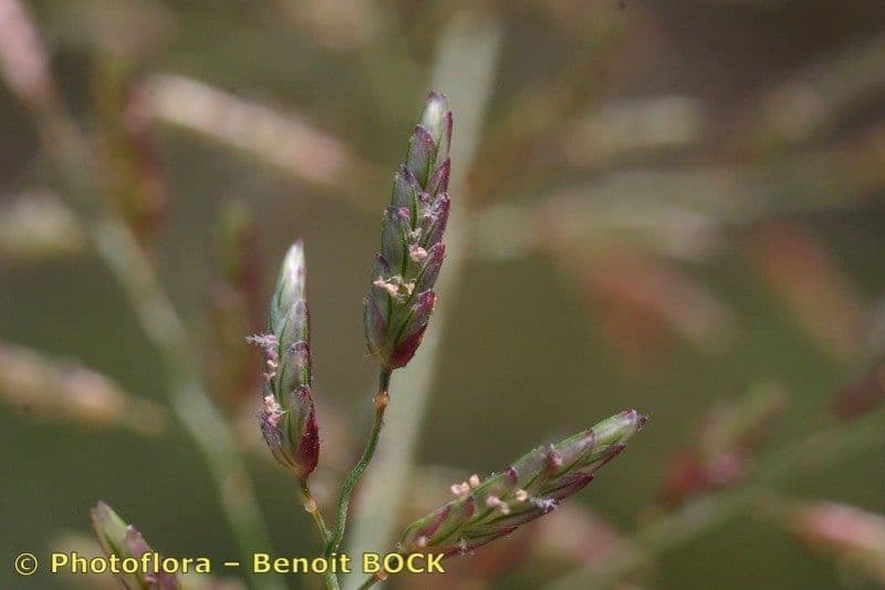 Fienarola minore
