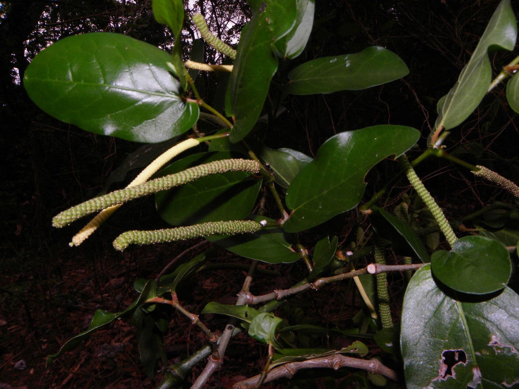 Pimienta tuberculada 13