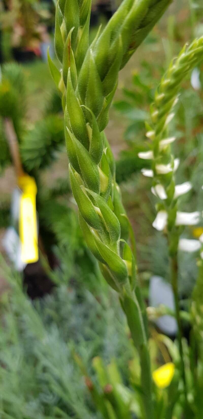 Spiranthes cernua 17
