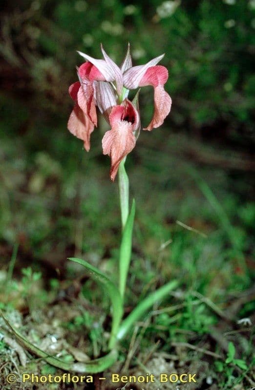 Serapias neglecta 20
