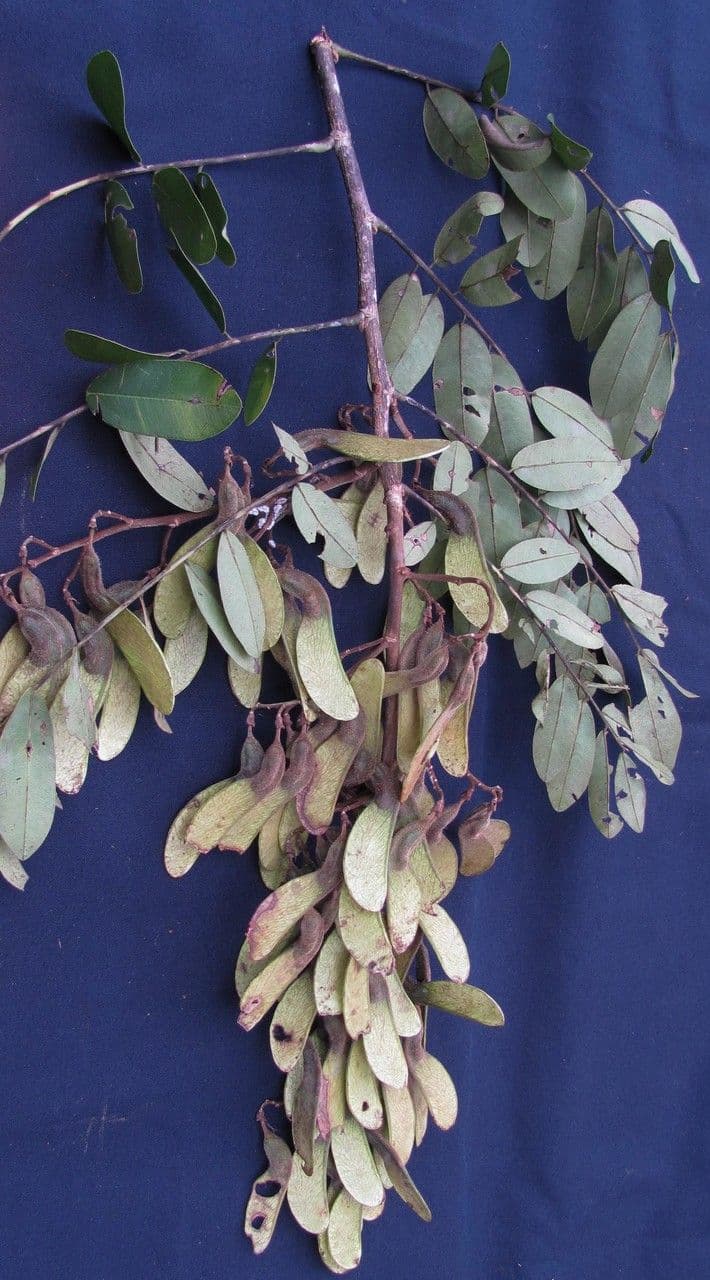 Machaerium biovulatum 22