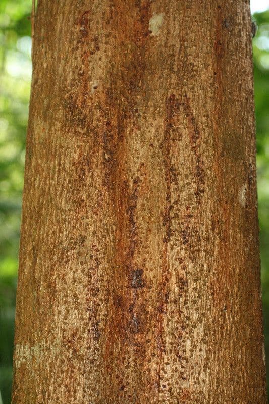 Pterocarpus 22