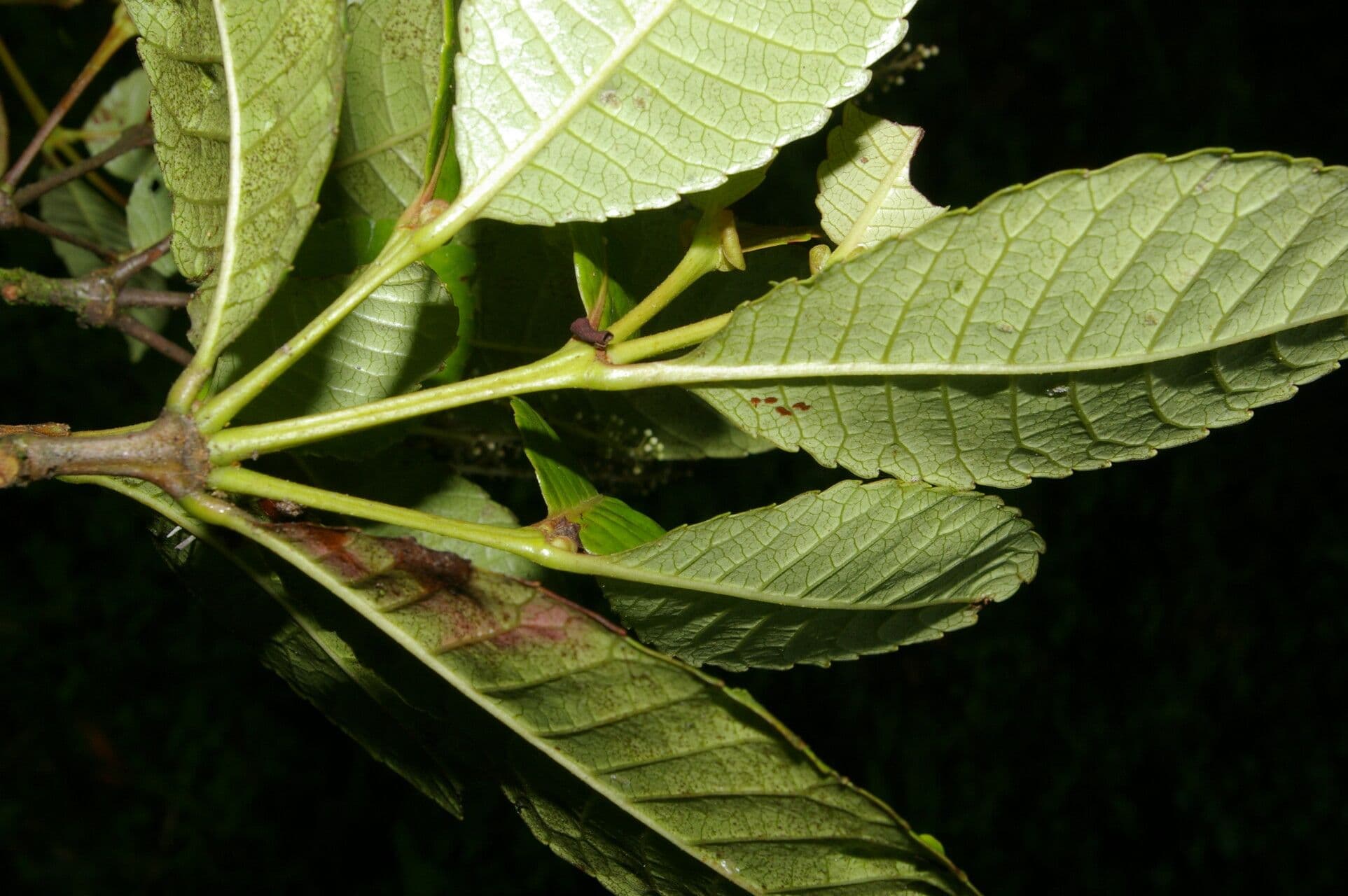 Weinmannia balbisiana 4