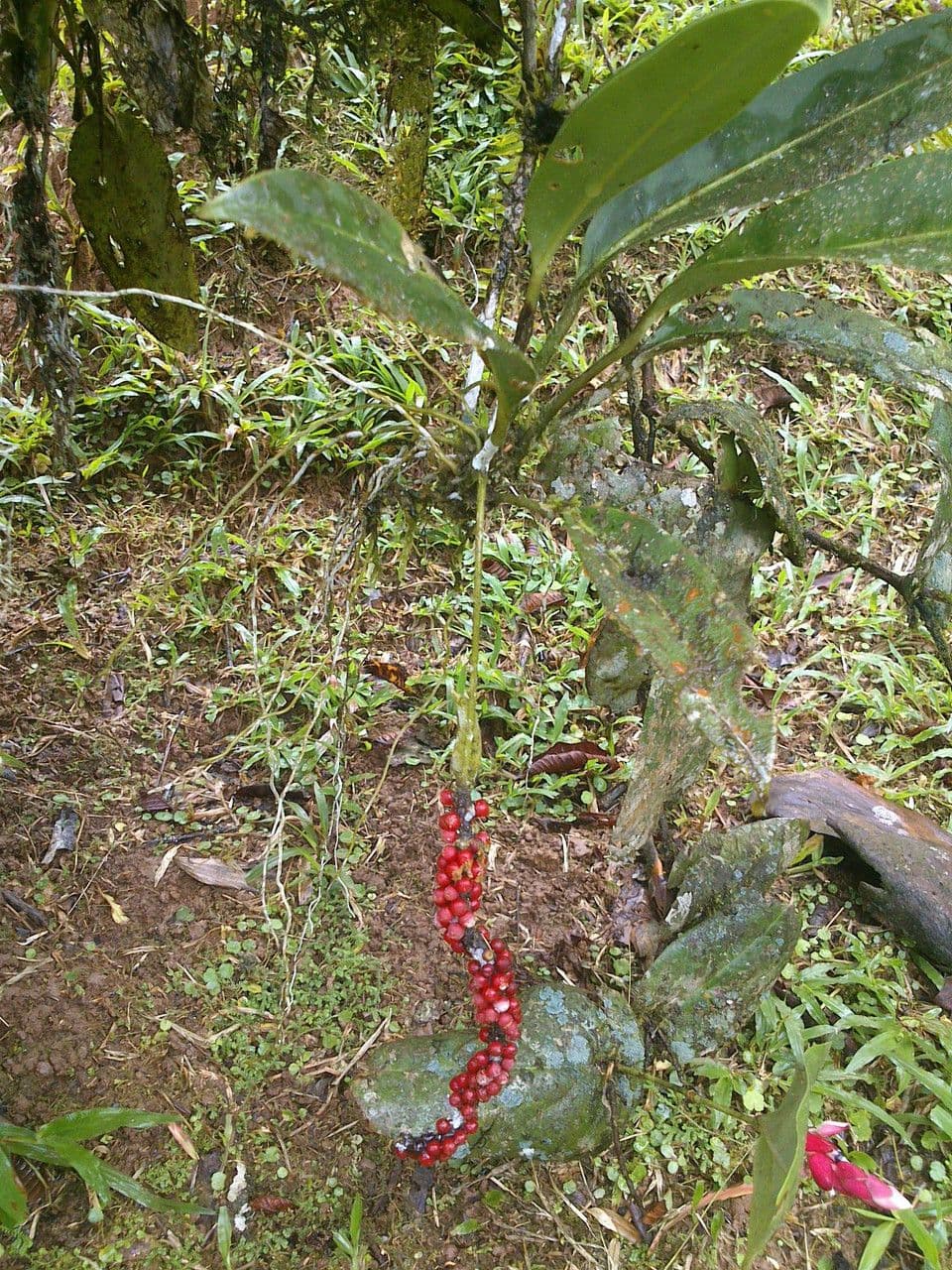 Anthurium