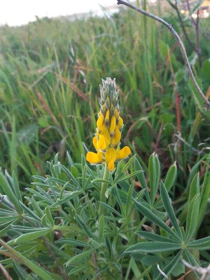 Gelbe Lupine 8