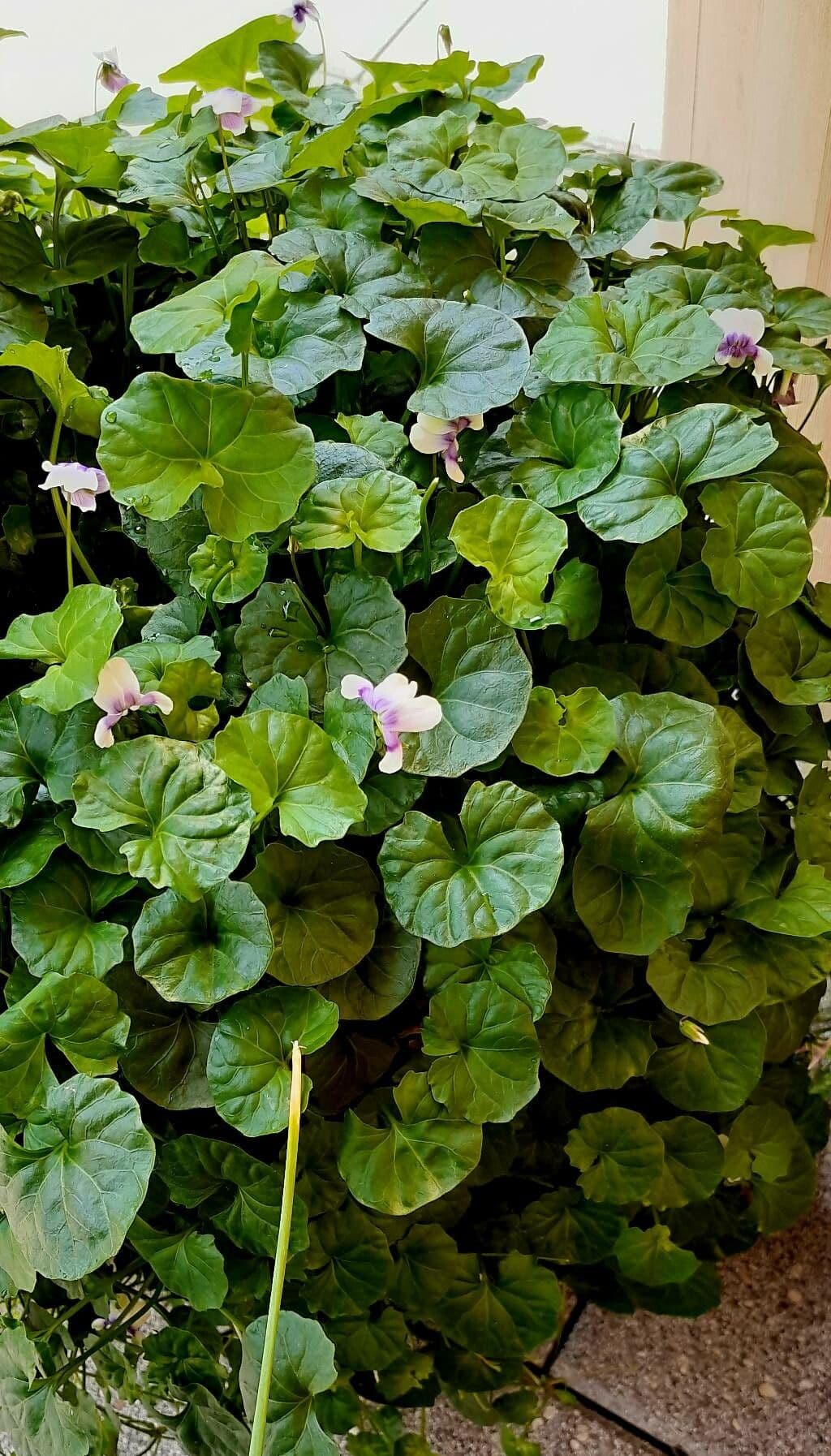 Viola ederacea 8