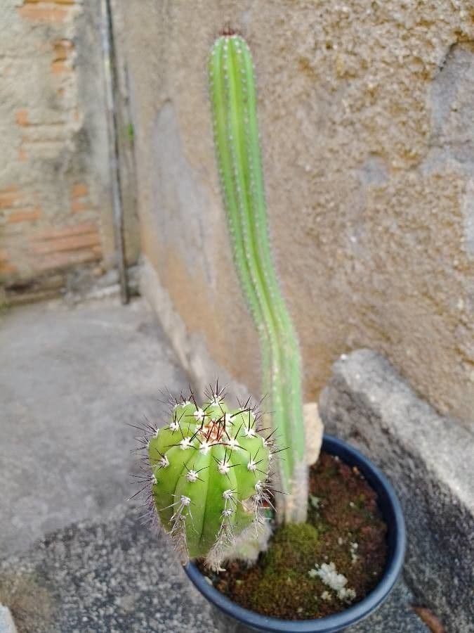 Coleocephalocereus 2