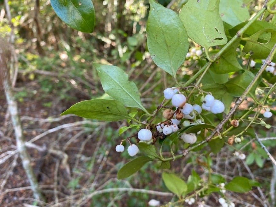 Psydrax odorata