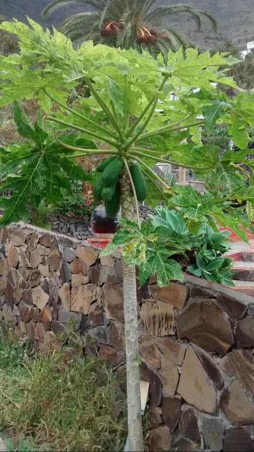 Papaya 2