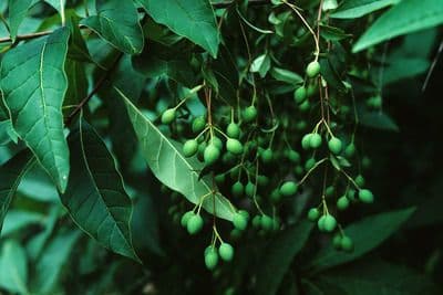 Chionanthus