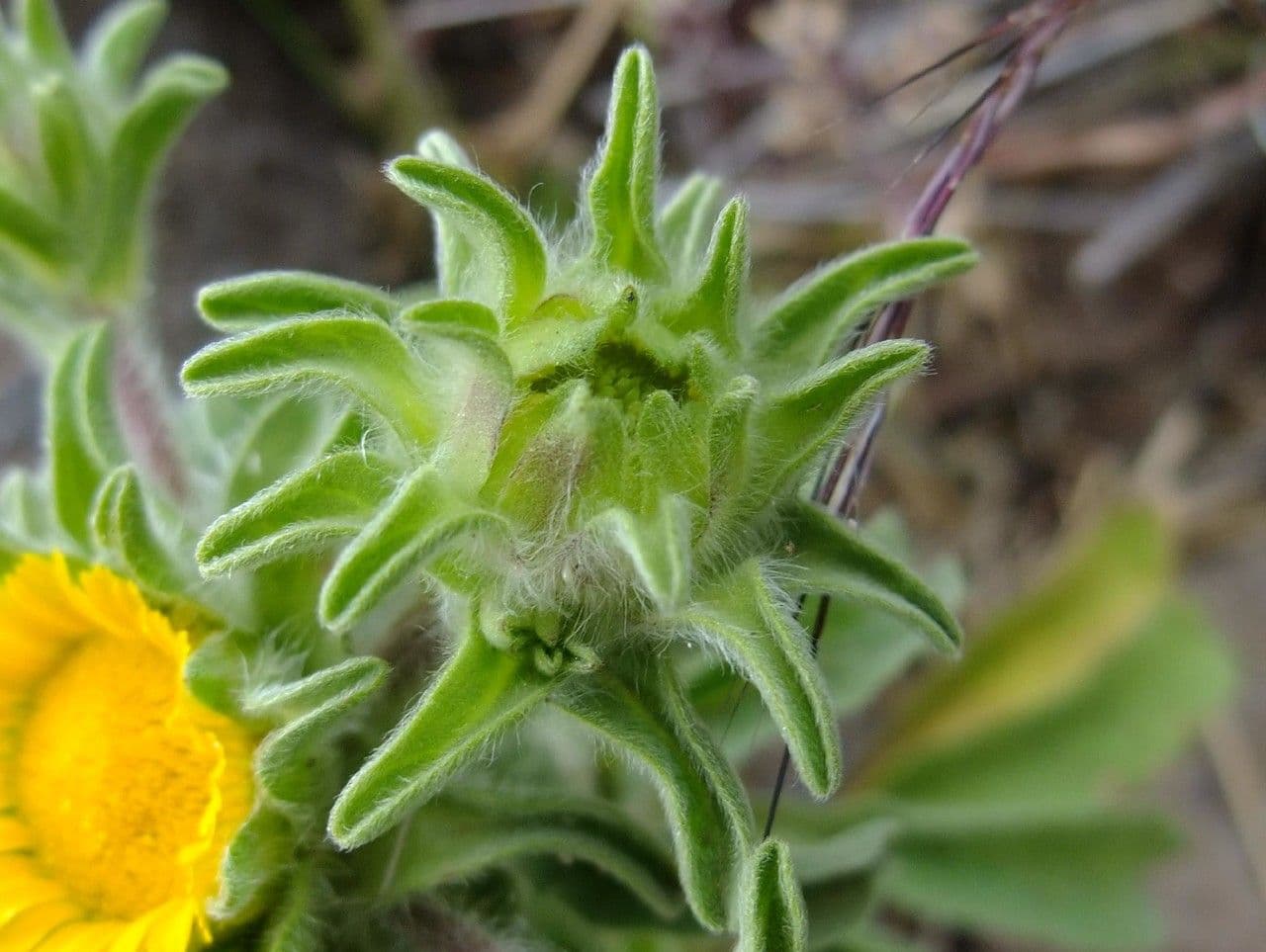 Asteriscus acquatico 8