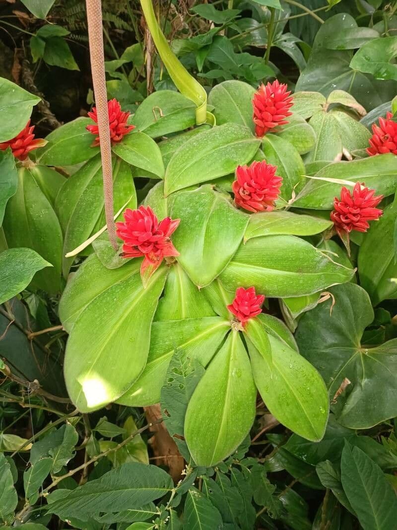 Costus 7