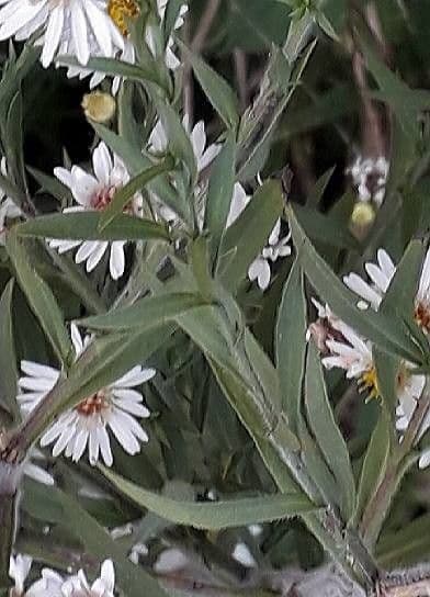 Aster solny 20