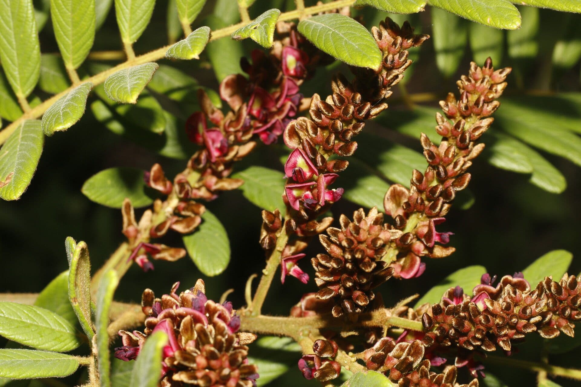 Lonchocarpus 9