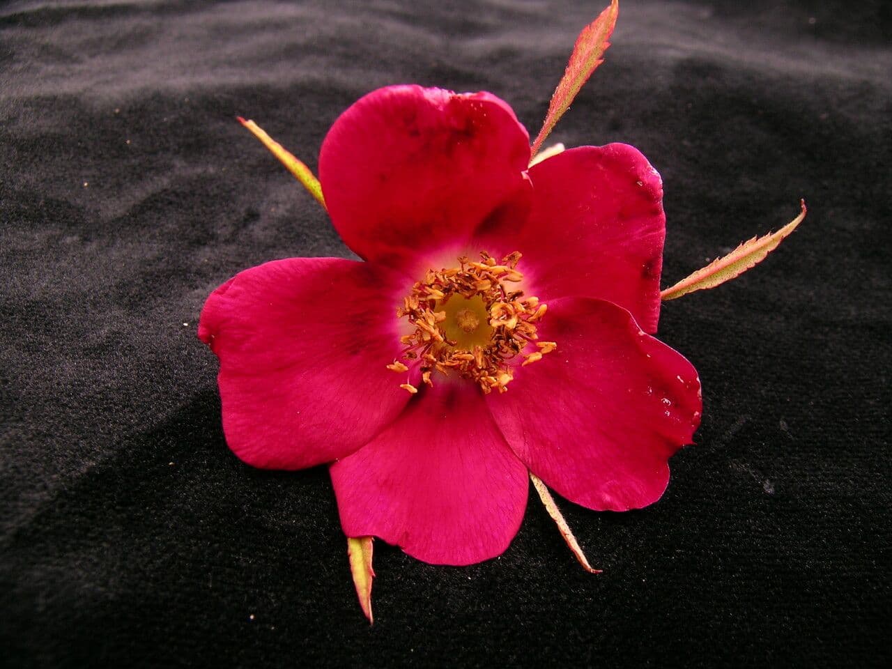 Großblättrige Rose 3
