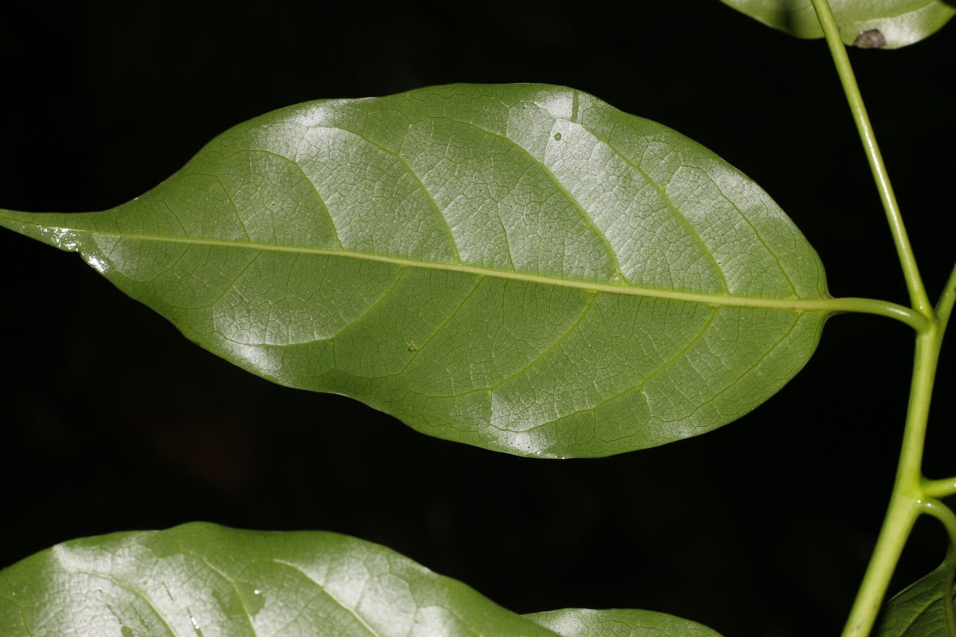 Ocotea 13