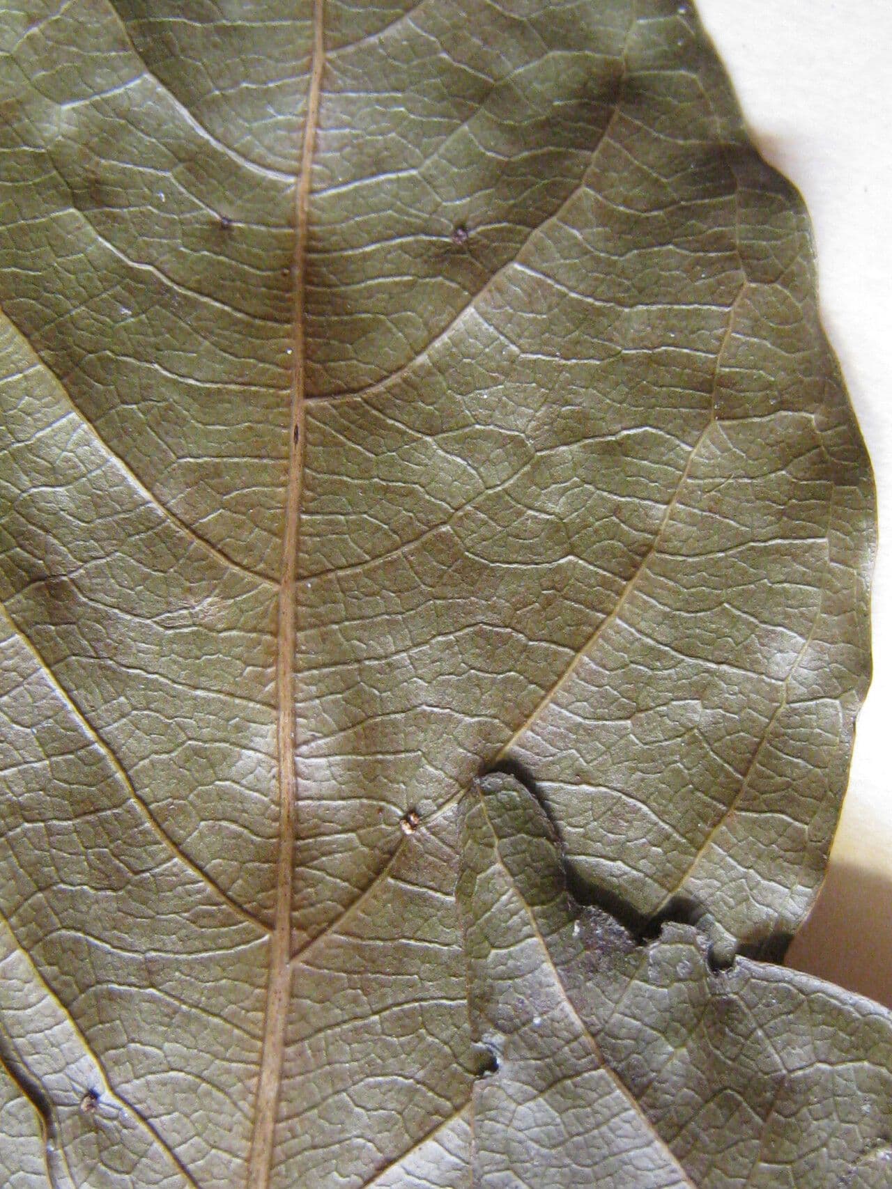 Zygia cataractae 3