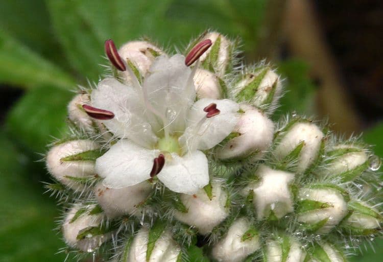 Hydrophyllum occidentale