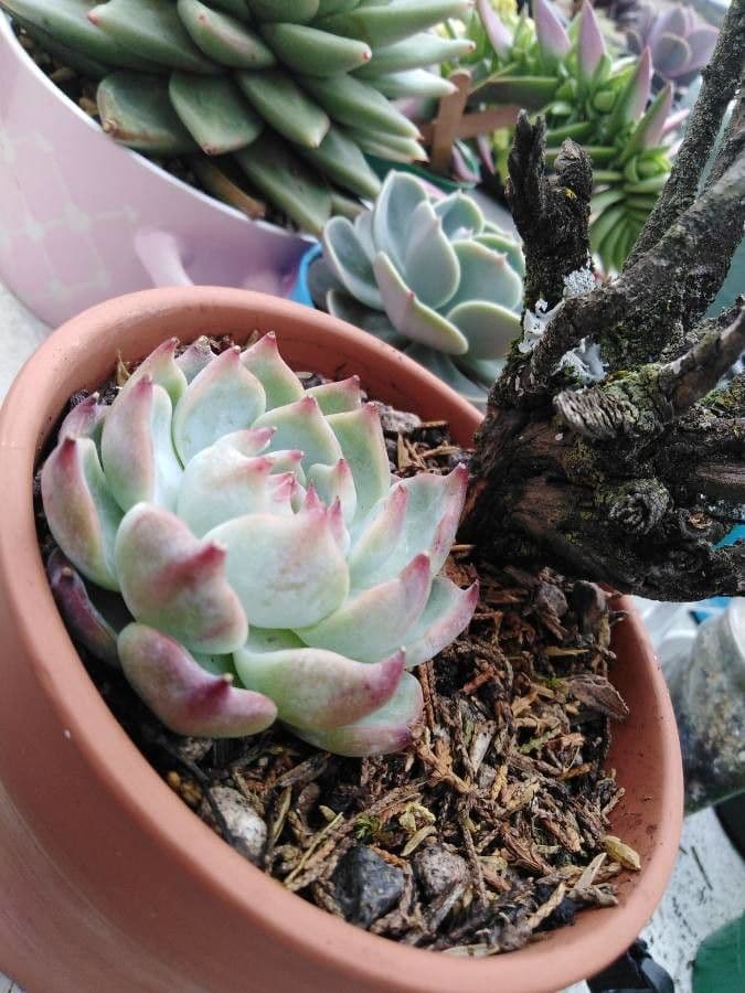 Echeveria di Chihuahua 6