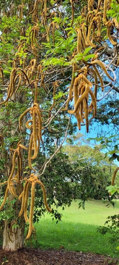 Handroanthus 12