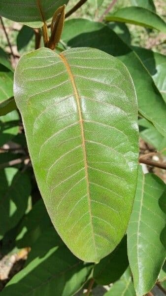 Madagaskar-Harungana 6