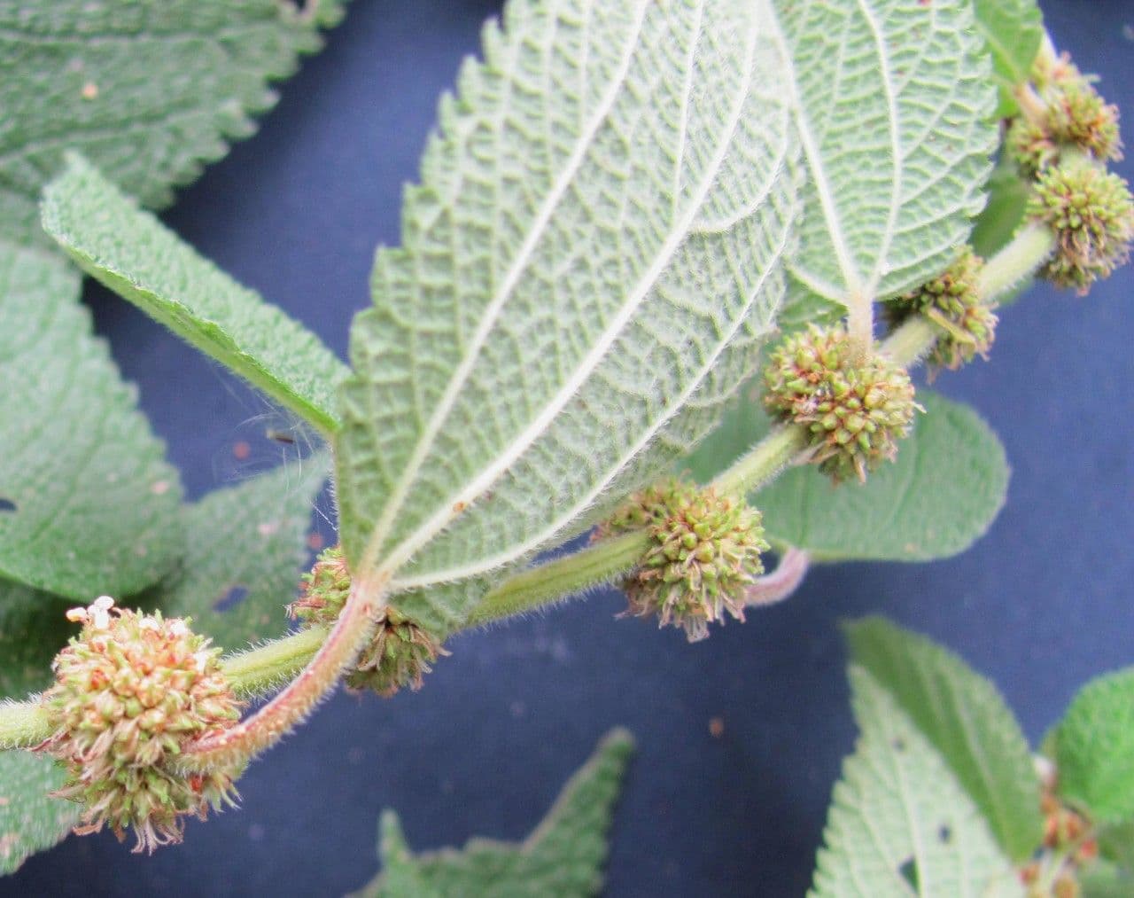 Phenax rugosus 8
