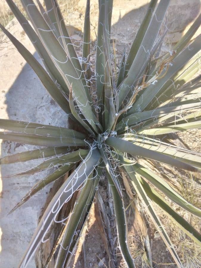 Yucca bacata 16
