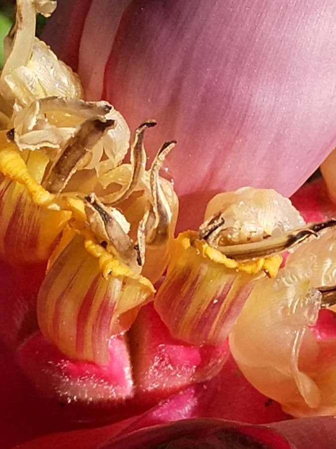 Bananovník“, “ 8