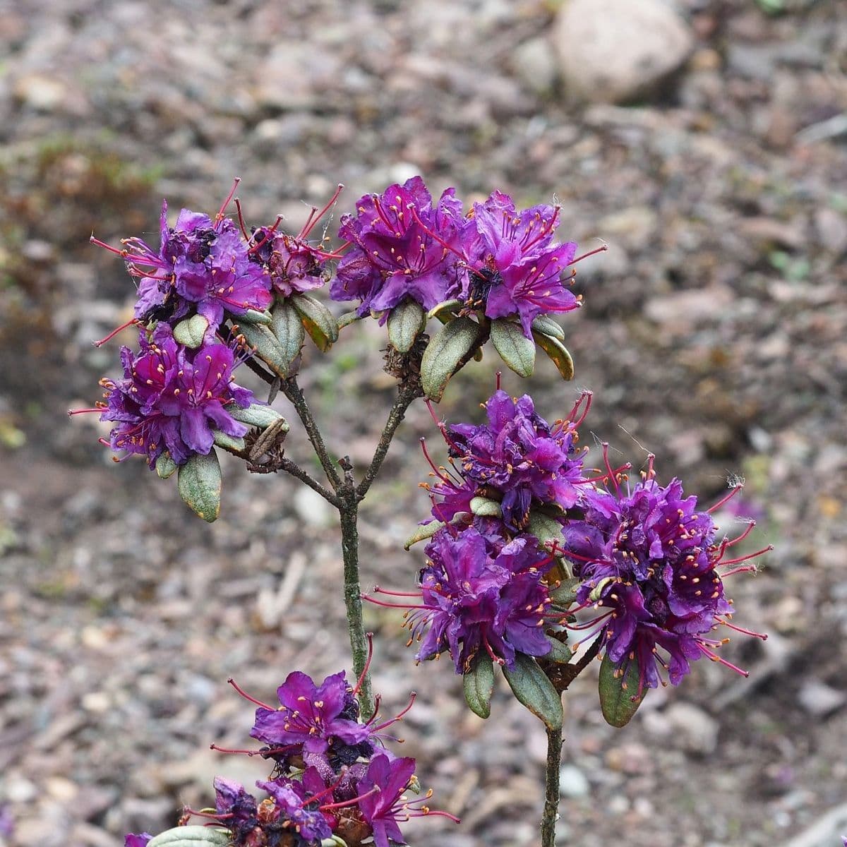 Rododendro rupicolo 5