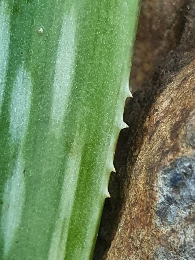 Aloe 21